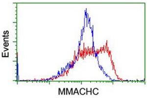 Image no. 2 for anti-Methylmalonic Aciduria (Cobalamin Deficiency) CblC Type, with Homocystinuria (MMACHC) antibody (ABIN1499515)