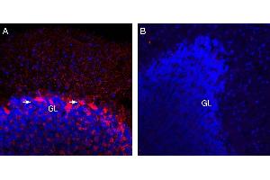 Expression of VGAT in rat cerebellum. (SLC32A1 Antikörper  (Cytosolic, N-Term))