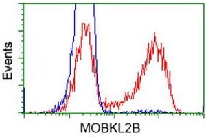 HEK293T cells transfected with either RC205977 overexpress plasmid (Red) or empty vector control plasmid (Blue) were immunostained by anti-MOBKL2B antibody (ABIN2453316), and then analyzed by flow cytometry. (MOBKL2B Antikörper)
