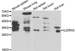 Western blot analysis of extracts of various cell lines, using IL22RA2 antibody (ABIN5975488) at 1/1000 dilution. (IL22RA2 Antikörper)