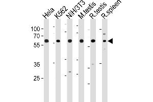 HDAC1 Antibody (M1) (ABIN1882087 and ABIN2844612) western blot analysis in Hela,K562,mouse NIH/3T3 cell line and mouse testis,rat testis and spleen tissue lysates (35 μg/lane). (HDAC1 Antikörper  (N-Term))