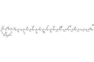 Image no. 1 for Calcitonin (Calca) peptide (ABIN399334) (Calcitonin (Calca) Peptid)