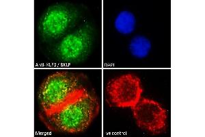 ABIN184727 Immunofluorescence analysis of paraformaldehyde fixed A549 cells, permeabilized with 0. (KLF3 Antikörper  (N-Term))