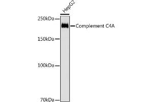 Western blot analysis of extracts of HepG2 cells, using Complement C4A antibody (ABIN7266481) at 1:1000 dilution. (C4A Antikörper)