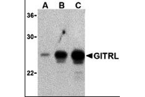 Western Blotting (WB) image for anti-Tumor Necrosis Factor (Ligand) Superfamily, Member 18 (TNFSF18) antibody (ABIN1031751) (TNFSF18 Antikörper)