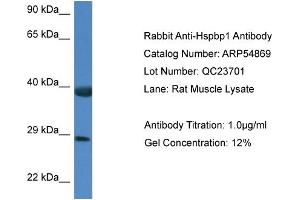 Western Blotting (WB) image for anti-HSPA Binding Protein, Cytoplasmic Cochaperone 1 (HSPBP1) (C-Term) antibody (ABIN2785930) (HSPBP1 Antikörper  (C-Term))
