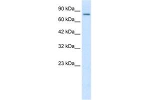 Western Blotting (WB) image for anti-Small Conductance Calcium-Activated Potassium Channel Protein 3 (KCNN3) antibody (ABIN2461100) (KCNN3 Antikörper)
