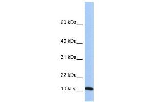 FAU antibody used at 1 ug/ml to detect target protein. (FAU Antikörper)