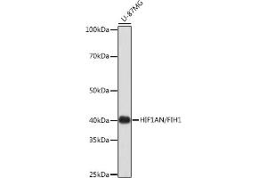 Western blot analysis of extracts of U-87MG cells, using HIF1AN/FIH1 Rabbit mAb (ABIN7267820) at 1:1000 dilution. (HIF1AN Antikörper)