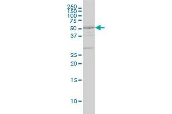 Dopamine d2 Receptor Antikörper  (AA 1-110)