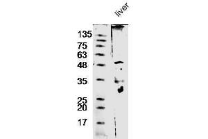 Mouse liver lysate probed with Anti-Antithrombin III Polyclonal Antibody  at 1:5000 90min in 37˚C. (SERPINC1 Antikörper  (AA 141-211))