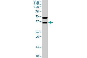 BOLL MaxPab rabbit polyclonal antibody. (BOLL Antikörper  (AA 1-295))
