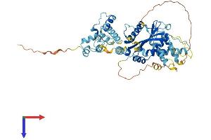 TIGD4 Protein (AA 1-513) (His tag)