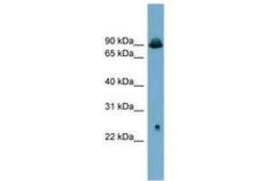 Image no. 1 for anti-Solute Carrier Family 6 (Neurotransmitter Transporter, Glycine), Member 5 (SLC6A5) (AA 503-552) antibody (ABIN6743214)