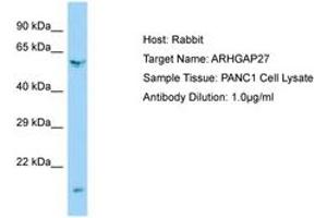 Image no. 1 for anti-rho GTPase Activating Protein 27 (ARHGAP27) (AA 160-209) antibody (ABIN6750155)