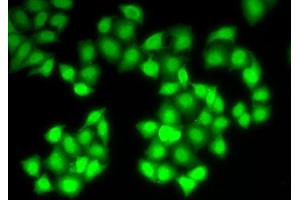 Immunofluorescence (IF) image for anti-Deoxyribonuclease I (DNASE1) (AA 22-282) antibody (ABIN3016215) (DNASE1 Antikörper  (AA 22-282))