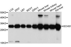 Western blot analysis of extracts of various cell lines, using ECHS1 antibody. (ECHS1 Antikörper  (AA 28-290))