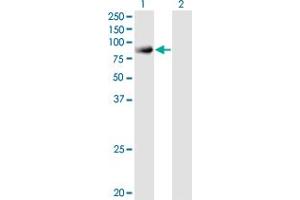 Western Blot analysis of SNX9 expression in transfected 293T cell line by SNX9 monoclonal antibody (M03A), clone 3C6. (SNX9 Antikörper  (AA 1-595))