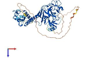 SUV39H2 Protein (AA 1-477) (His tag)