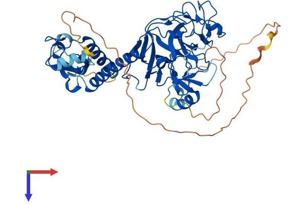 SUV39H2 Protein (AA 1-477) (His tag)