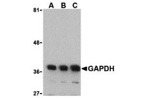 Western Blotting (WB) image for anti-Glyceraldehyde-3-Phosphate Dehydrogenase (GAPDH) (N-Term) antibody (ABIN1031391) (GAPDH Antikörper  (N-Term))