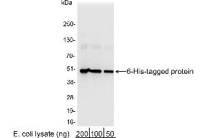 Western Blotting (WB) image for anti-His Tag antibody (HRP) (ABIN7449520) (His Tag Antikörper  (HRP))
