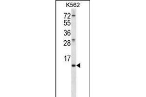 MEIG1 Antibody (Center) (ABIN656380 and ABIN2845675) western blot analysis in K562 cell line lysates (35 μg/lane). (MEIG1 Antikörper  (AA 36-65))