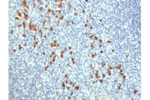 IHC testing of human tonsil stained with TLR9 antibody at 5ug/ml.