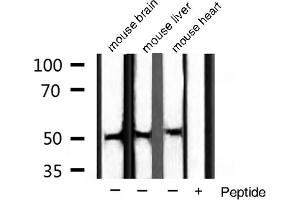 Western blot analysis of extracts of various sample,using BMP3 antibody. (BMP3 Antikörper  (Internal Region))