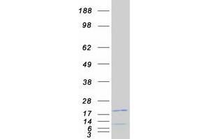 Validation with Western Blot (NCBP2 Protein (Transcript Variant 1) (Myc-DYKDDDDK Tag))