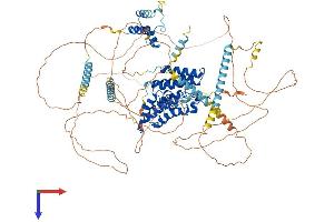 BRDT Protein (AA 1-947) (His tag)