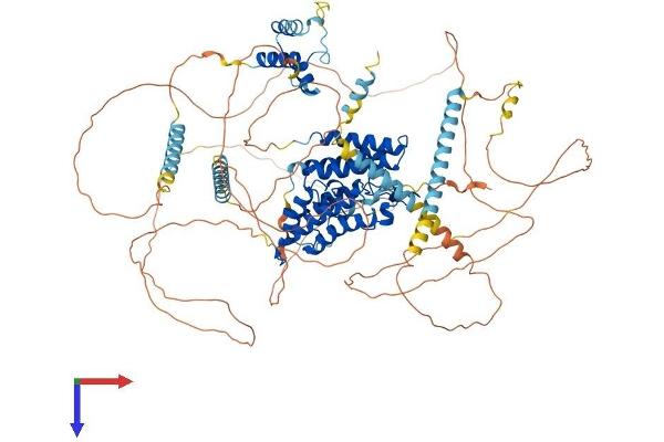 BRDT Protein (AA 1-947) (His tag)