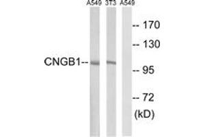 Western blot analysis of extracts from NIH-3T3/A549 cells, using CNGB1 Antibody.