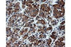 Immunohistochemical staining of paraffin-embedded pancreas tissue using anti-LIPG mouse monoclonal antibody. (LIPG Antikörper)