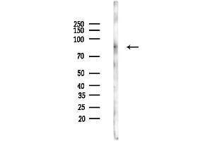 Western blot analysis of lysates from Mouse testis, using HADHA Antibody at 1/1000 dilution.