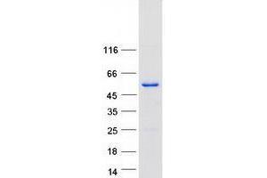 Western Blotting (WB) image for Target of Myb 1 (TOM1) (Transcript Variant 4) protein (Myc-DYKDDDDK Tag) (ABIN2733980)