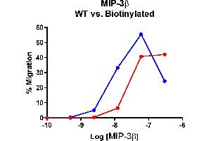 Cells expressing recombinant CCR7 were assayed for migration through a transwell filter at various concentrations of WT or Biotinylated MIP-3β.