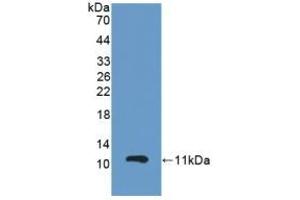 Western Blotting (WB) image for anti-Glutathione Peroxidase 3 (Plasma) (GPX3) (AA 3-72) antibody (ABIN7443332)
