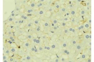 ABIN6277274 at 1/100 staining Mouse liver tissue by IHC-P. (TGFBI Antikörper  (N-Term))