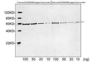 Image no. 4 for anti-DDDDK Tag (C-Term) antibody (ABIN296895) (DDDDK Tag Antikörper  (C-Term))