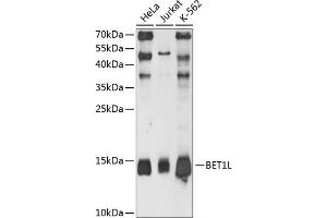 Western blot analysis of extracts of various cell lines, using BET1L antibody (ABIN6133362, ABIN6137540, ABIN6137541 and ABIN6215513) at 1:3000 dilution. (BET1L Antikörper  (AA 1-60))