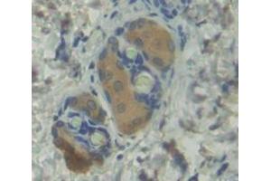 IHC-P analysis of Mouse Tissue, with DAB staining. (BMP1 Antikörper  (AA 856-982))
