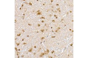 Immunohistochemistry of paraffin-embedded rat brain using PPCS Rabbit mAb (ABIN7269360) at dilution of 1:25 (40x lens). (PPCS Antikörper)