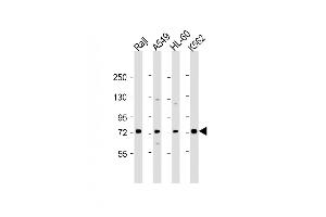 All lanes : Anti-SKI Antibody (N-Term) at 1:2000 dilution Lane 1: Raji whole cell lysate Lane 2: A549 whole cell lysate Lane 3: HL-60 whole cell lysate Lane 4: K562 whole cell lysate Lysates/proteins at 20 μg per lane. (SKI Antikörper  (AA 21-54))