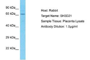 Host: Rabbit Target Name: SH3D21 Sample Tissue: Human Placenta Antibody Dilution: 1ug/ml