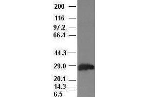 Hex antibody (2H7) at 1:100 dilution + Lysates from HEK-293T cells transfected with human Hex expression vector (HHEX Antikörper  (AA 100-270))