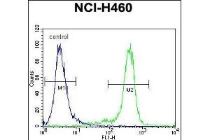 GAS1 Antibody (N-term) (ABIN655812 and ABIN2845237) flow cytometric analysis of NCI- cells (right histogram) compared to a negative control cell (left histogram). (GAS1 Antikörper  (N-Term))