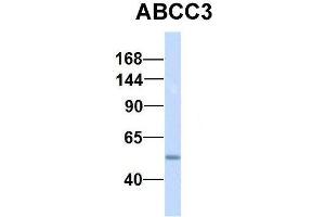 Host:  Rabbit  Target Name:  NSUN6  Sample Type:  Human Fetal Lung  Antibody Dilution:  1. (ABCC3 Antikörper  (Middle Region))