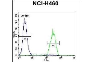 B3GALT5 Antibody (N-term) (ABIN655087 and ABIN2844721) flow cytometric analysis of NCI- cells (right histogram) compared to a negative control cell (left histogram). (B3GALT5 Antikörper  (N-Term))