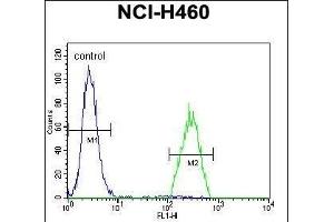 Flow Cytometry (FACS) image for anti-UDP-Gal:betaGlcNAc beta 1,3-Galactosyltransferase, Polypeptide 5 (B3GALT5) (AA 57-84), (N-Term) antibody (ABIN655087)